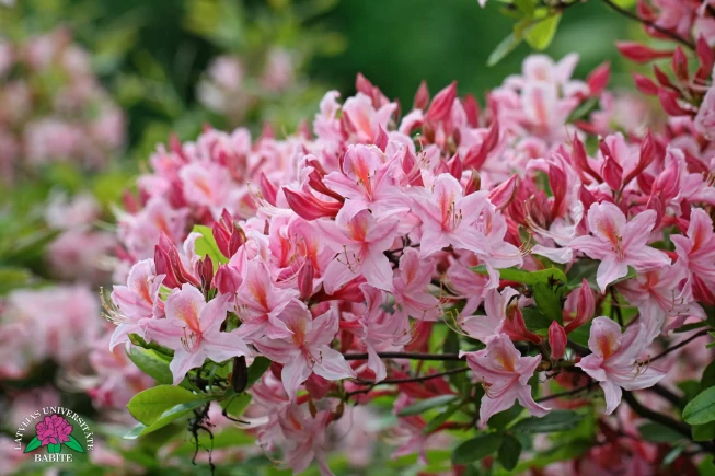 Rhododendron prinophyllum